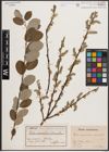 Foto von Salix caprea L. x Salix repens L.